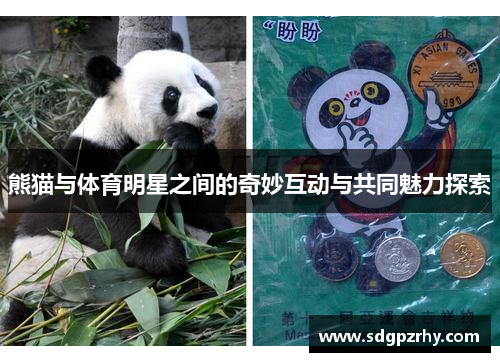 熊猫与体育明星之间的奇妙互动与共同魅力探索